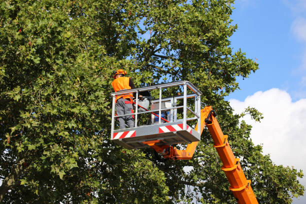 Best Tree Health Inspection  in West Reading, PA